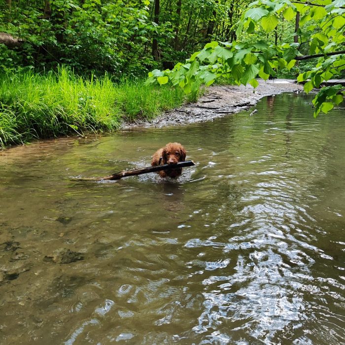 ronja